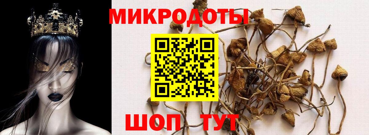 Галлюциногенные грибы прущие грибы  Гулькевичи 